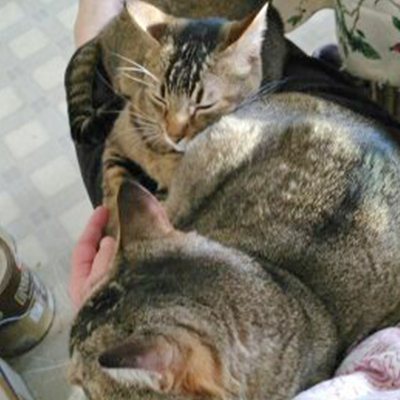 We love cats at Cozy Kitties Inn!