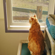 Every room has a view at Cozy Kitties Inn in Kent, WA