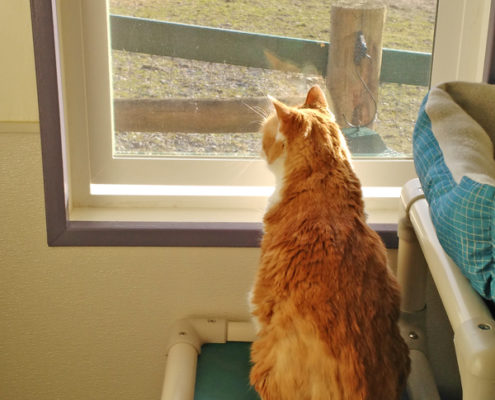 Every room has a view at Cozy Kitties Inn in Kent, WA